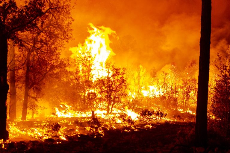 forestal