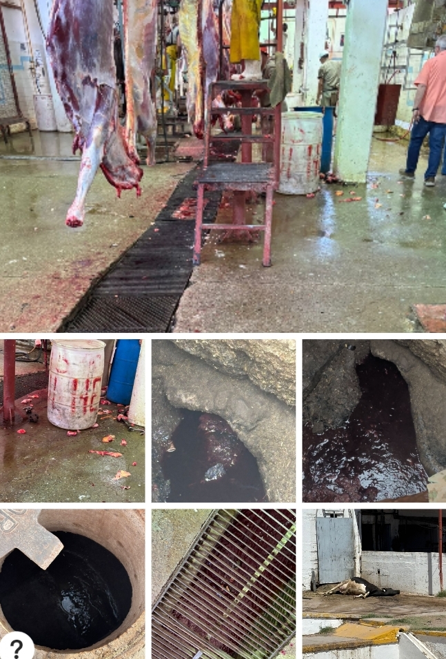 Screenshot_2025-07-16-14-08-35-071_photoeditor.layout.collagemaker-edit